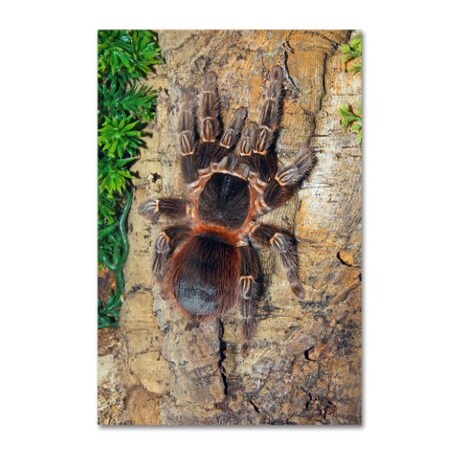 Robert Harding Picture Library 'Spider' Canvas Art,16x24